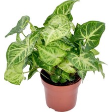 Frefly Store Nura Botanik Syngonium Ok Başı Otu Melek Kanadı Sarmaşığı, 20-40CM, Iç Mekan Çiçeği