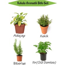 Frefly Store Nura Botanik Aromatik Kokulu Mutfak Seti, Adaçayı+Kekik+Biberiye+Itır Çiçeği Fidesi, 4 Adet