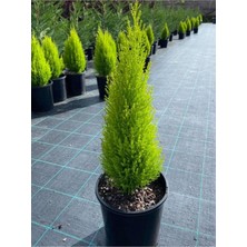 Frefly Store Nura Botanik Limon Kokulu Limoni Servi Cupressus, 30-45 Cm, Ev Ofis Salon Çamı