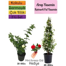 Frefly Store Nura Botanik Kokulu Arap Yasemini, Katmerli Ful Yasemin, Mini Kırmızı Gül Hediyeli 3'lü Bahçe Seti