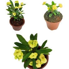 Frefly Store Gardenbox Sarı Dikenler Tacı Çiçeği, 10-20 cm Tüplü Çiçekli Bodur Bitkiler, Yellow Euphorbia
