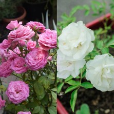 Frefly Store Gardenbox Pembe ve Beyaz Yediveren 2 Adet Gül Fidanı Saksılı 45-80 cm