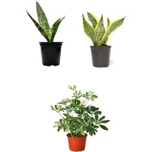 Frefly Store Nura Botanik 3'lü Set Paşa Kılıcı, Sarılı Paşa Kılıcı, Şeflera 30-60CM Saksılı Iç Mekan Bitkileri