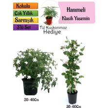Frefly Store Gardenbox Klasik Kokulu Yasemin, Kokulu Hanımeli Çiçeği, Tül Kuşkonmaz 3'lü Set