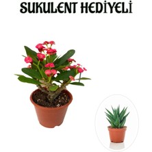 Frefly Store Avantajlı Kırmızı Çiçekli Kaktüs Milli Dikenler Tacı Sevgililer Gününe Özel Sukulent