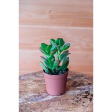 Frefly Store Nura Botanik Para Çiçeği Crassula Ovata, Yeşil-Kırmızı Renkli, Kökleri Olgunlaşmış Canlı Bitki