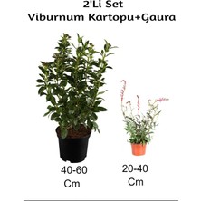 Frefly Store Bitkim Sende Viburnum Kartopu + Gaura Çiçeği 2'li Set, Dış Mekan Bitkisi, Çok Renkli