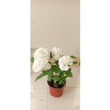 Frefly Store Serada Decor & Plant Beyaz Ortanca Saksılı, 34 cm Boy, Dolgun
