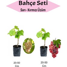 Frefly Store Serada Decor & Plant 2'li Set Sarı Kırmızı Üzüm Fidanı, 20-50 cm