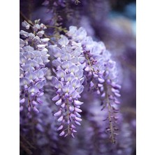 Frefly Store Gardenbox Mor Salkım Çiçeği Fidanı, 30-40 Cm, Saksılı, Dış Mekan Sarmaşık, Wisteria