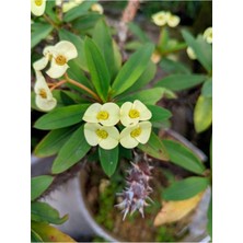 Frefly Store Nura Botanik Sarı Çiçekli Euphorbia Kaktüs, 1 Adet Saksılı, 20-40 cm