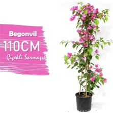 Frefly Store Gardenbox Bougainvillea Begonvil Çiçeği Bitkisi, Pembe, 110 cm