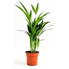 Frefly Store Nura Botanik Areka Palmiyesi Salon Bitkisi, 30-40 Cm, Saksılı, Chamaedorea
