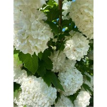 Frefly Store Gardenbox Kartopu Fidanı, 50-70 Cm, 1 Adet Saksılı Çiçekli Dış Mekan Bitkisi, Viburnum, Beyaz