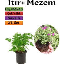 Frefly Store Gardenbox Bahçe Seti Itır + Mezem, 5-15 cm Saksılı Dış Mekan Bitkileri, Çok Renkli, 2'li Set