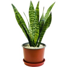 Frefly Store Nura Botanik Paşa Kılıcı Yeşil Kılıç Bitkisi, 20-40CM, Kolay Bakım