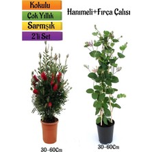 Frefly Store Nura Botanik Kırmızı Fırça Çalısı + Hanımeli Çiçeği Fidanı 2'li Bahçe Peyzaj Seti, 30-60 cm