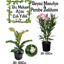 Frefly Store Bitkim Sende Kokulu Manolya Ağacı ve Pembe Zakkum Bahçe Seti, 30-60CM, Saksılı