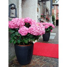 Frefly Store Pembe Ortanca (30 50 Cm)1 Adet Tüplü Çiçekli Bahçe Balkon Bitkisi Hydrangea Macrophylla