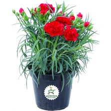 Frefly Store Bitkim Sende Dolgun Formlu Kırmızı Karanfil Çiçeği, 15-25 Cm, Red Dianthus