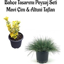 Frefly Store Nura Botanik Mavi Çim (10-20CM) ve Altuni Taflan (20-40CM) Bahçe Seti, 2 Adet Saksılı