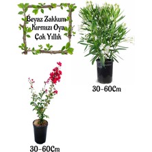 Frefly Store Serada Decor & Plant Beyaz Zakkum Çiçeği, Kırmızı Oya Ağacı Saksılı Bahçe Seti, 30-60 cm