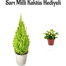 Frefly Store Limon Kokulu Salon Limon Çamı Sevgililer Gününe Özel Sarı Milli Hediyeli, BTS001NA0319
