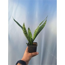 Frefly Store Videolu Paşa Kılıcı Peygamber Kılıcı Bitkisi 1 Adet Saksılı 15-30CM Iç Mekan Bitkisi (Sansevieria)