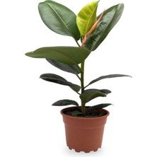 Frefly Store Serada Decor & Plant Kauçuk Bitkisi Ficus Elastica, Tek Dal, 20-45CM, Iç Mekan Bitkisi