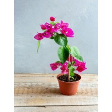 Frefly Store Bodur Begonvil Bougainvillea (Ev - Balkon Begonvil), BTS04062025BYB164