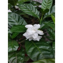 Frefly Store Nura Botanik Beyaz Gardenya Çiçeği Bitkisi, 30-45 cm Saksılı, Kokulu Gardenia Flower