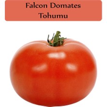 Frefly Store Zencefil Organik Domates Tohumu 1 Paket (5GR=1250+ Adet) Iri Etli Domates Falcon Domates Tohumu