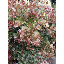 Frefly Store Evgenia Çalısı 1 Adet Saksıl/tüplü 40-60CM Dış Mekan Bahçe Bitksi