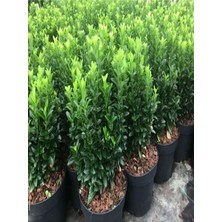 Frefly Store Nura Botanik Yeşil Taflan Çiçeği Fidanı, 30-60CM, Tüplü, Euonymus Japonicus