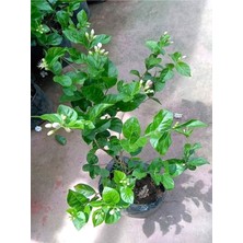 Frefly Store Nura Botanik Mis Kokulu Sarmaşık Ful Yasemin Çiçeği, 30-60CM, Jasminum Grandiflorum
