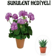 Frefly Store Nura Botanik Mor Sardunya Fidanı, Sukulent Hediyeli