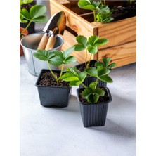 Frefly Store Serada Decor & Plant Bol Verimli 3 Adet Çilek Fidesi, 5-10 Cm, Saksılı Dış Mekan Bitkisi