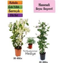 Frefly Store Nura Botanik Beyaz Begonvil, Kokulu Hanımeli Çiçeği, Tül Kuşkonmaz Hediyeli 3'lü Peyzaj Seti, 30-60CM
