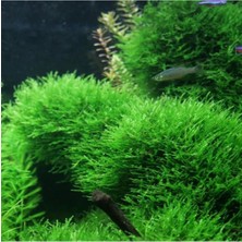 Frefly Store Taiwan Moss Cup Canlı Bitki