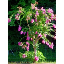 Frefly Store Nura Botanik Pembe Oya Ağacı Fidanı, 1 Adet, Saksılı Dış Mekan Bitkisi, Lagerstroemia Indica, Çok Renkli