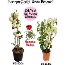 Frefly Store Gardenbox Kartopu Çiçeği, Beyaz Begonvil, Kırmızı Gazanya Saksılı Bahçe Seti, Çok Renkli