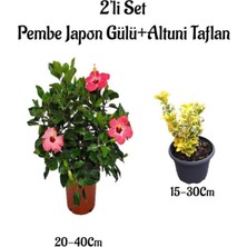 Frefly Store Nura Botanik Pembe Japon Gülü Çiçeği + Altuni Taflan Çit Bitkisi 2'li Set, Dış Mekan Bitkileri