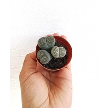 Frefly Store Lithops Taş Kaktüs, Btsts6