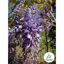 Frefly Store Gardenbox Sarmaşık Mor Salkım Çiçeği Fidanı, 1 Adet, Saksılı, 30-60 Cm, Dış Mekan Bitkisi