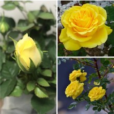 Frefly Store Serada Decor & Plant Sarı Gül Fidanı, 20-40 Cm, Tüplü, Çiçekli Bodur Yellow Rose