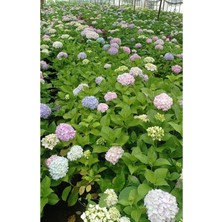 Frefly Store Gardenbox 2 Adet Pembe Çiçekli Ortanca Fidanı, 30-55 Cm, Tüplü