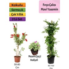 Frefly Store Gardenbox Mavi Yasemin, Fırça Çalısı, Mezem Çiçeği Hediyeli 3'lü Set