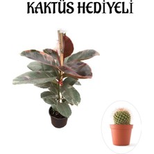 Frefly Store Pembe Renk Alacalı Kauçuk Bitkisi Sevgililer Gününe Özel Kaktüs Hediyeli
