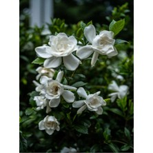 Frefly Store Gardenbox Gardenya Çiçeği, 30-50 Cm, 1 Adet Saksılı Çiçekli Bahçe Bitkisi, Beyaz
