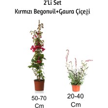 Frefly Store Gardenbox Kırmızı Begonvil + Gaura Çiçeği 2'li Set, Dış Mekan Bitkisi, Çok Renkli